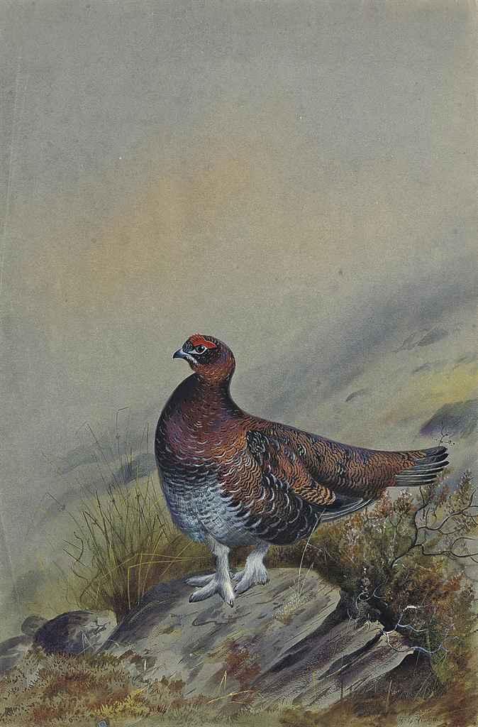 Philip Rickman - A red grouse on a rock (illustrated); Marsh harrier rising; and Looking skywards