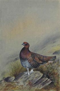 Philip Rickman - A red grouse on a rock (illustrated); Marsh harrier rising; and Looking skywards