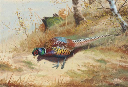 Philip Rickman - Cock Pheasant Under Birch Trees
