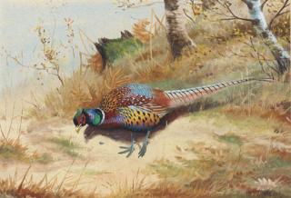 Philip Rickman - Cock Pheasant Under Birch Trees