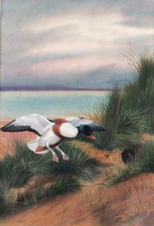 Philip Rickman - Common Shelduck
