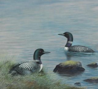 Philip Rickman - Great Northern Diver