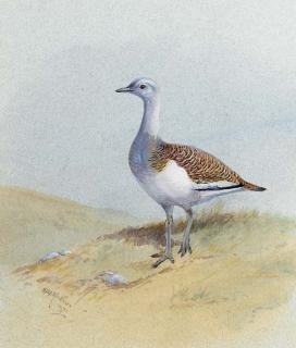 Philip Rickman - Hen bustard