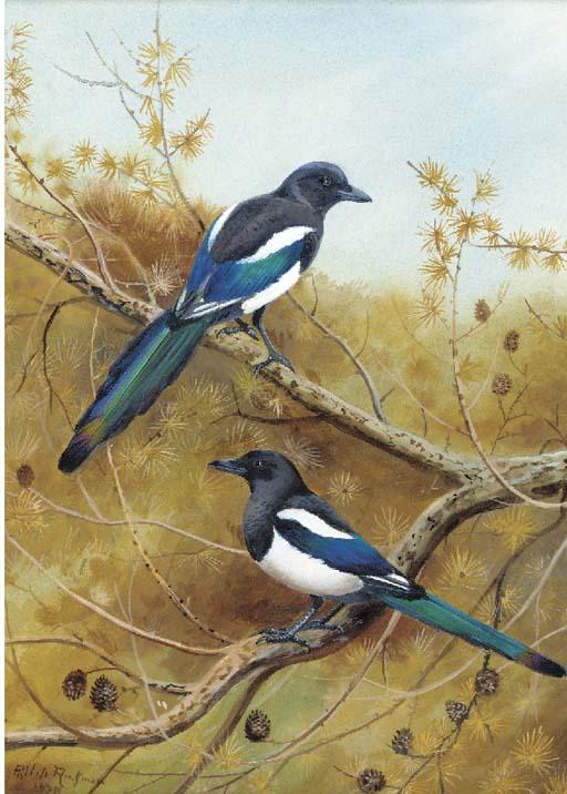 Philip Rickman - Magpies on a branch