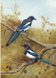 Philip Rickman - Magpies on a branch