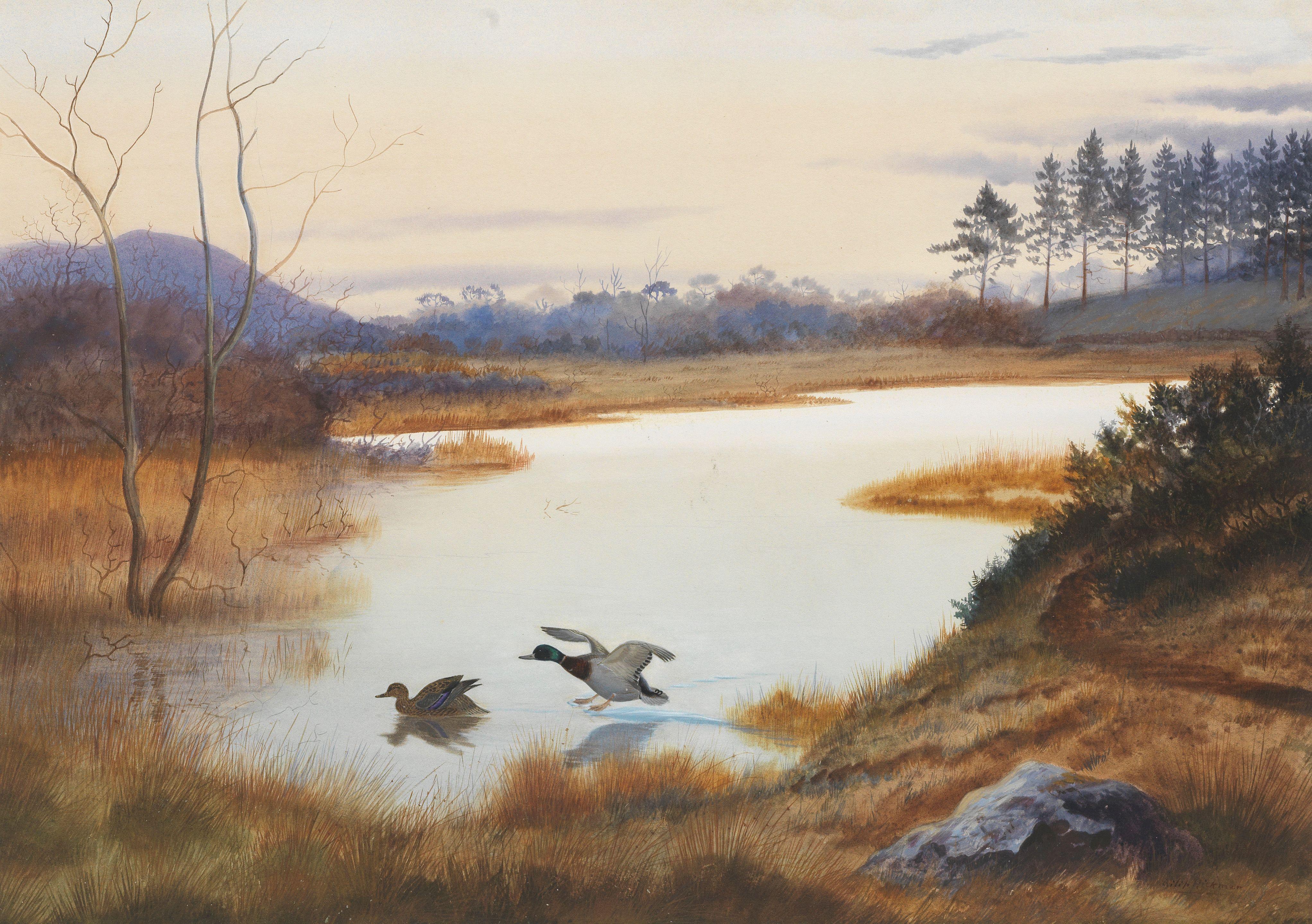 Philip Rickman - Mallard at Ochterlony