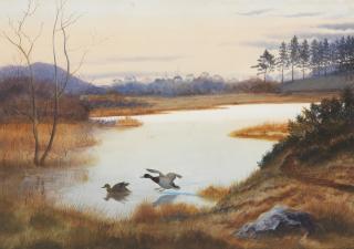 Philip Rickman - Mallard at Ochterlony