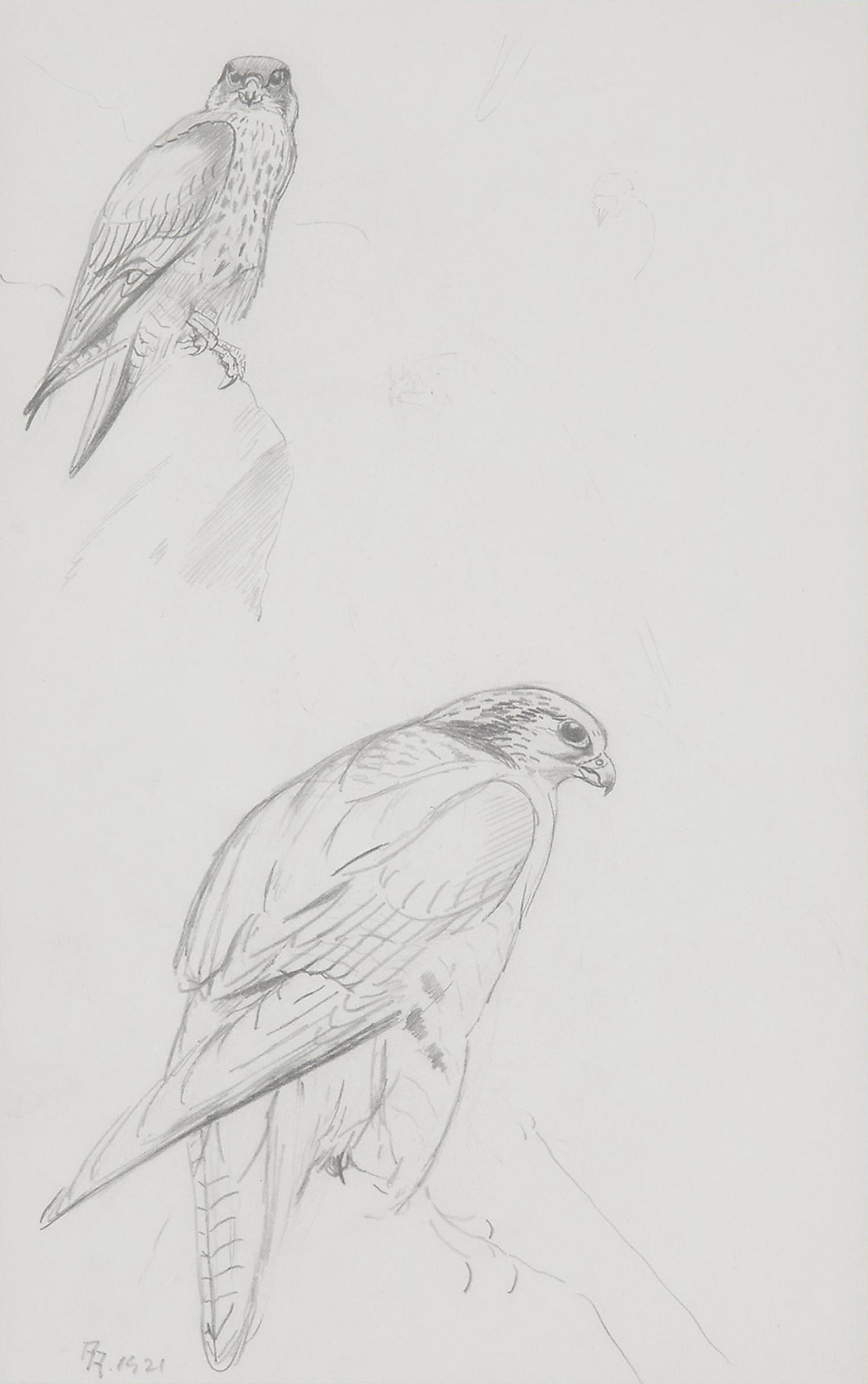 Philip Rickman - Seven studies of peregrine falcon and kestrel
