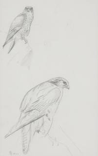 Philip Rickman - Seven studies of peregrine falcon and kestrel
