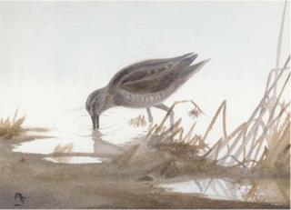 Philip Rickman - Snipe Watering; And Ring-Necked Duck