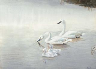 Philip Rickman - Swans with cygnets on a river