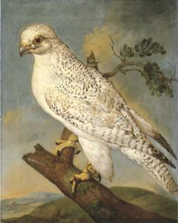 Philipp Ferdinand De Hamilton - A falcon on a branch