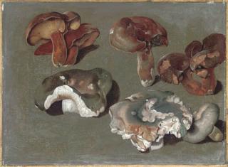 Philipp Ferdinand de Hamilton - Studies of Fungi: The Lower Three Are Russula Cyanoxantha, \'The Charcoal Burner\'