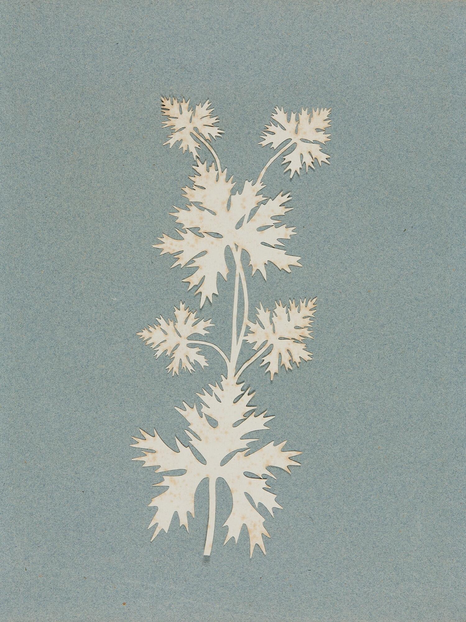 Philipp Otto Runge - Ahornblätter.