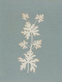 Philipp Otto Runge - Ahornblätter.