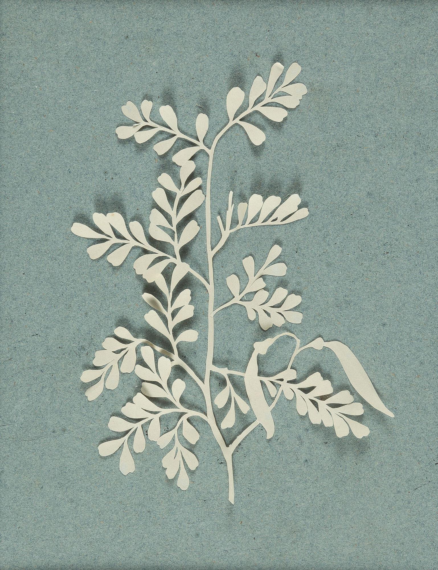 Philipp Otto Runge - Bohnenzweig.