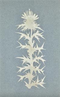 Philipp Otto Runge - German thistle