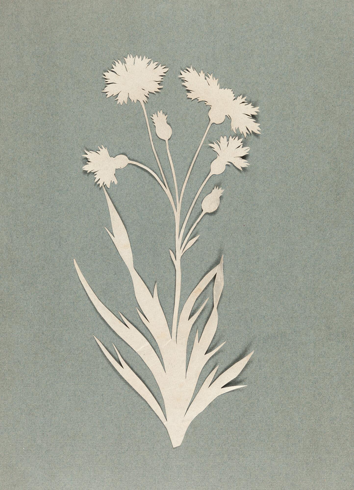 Philipp Otto Runge - Kornblume