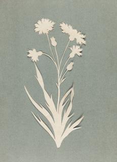 Philipp Otto Runge - Kornblume