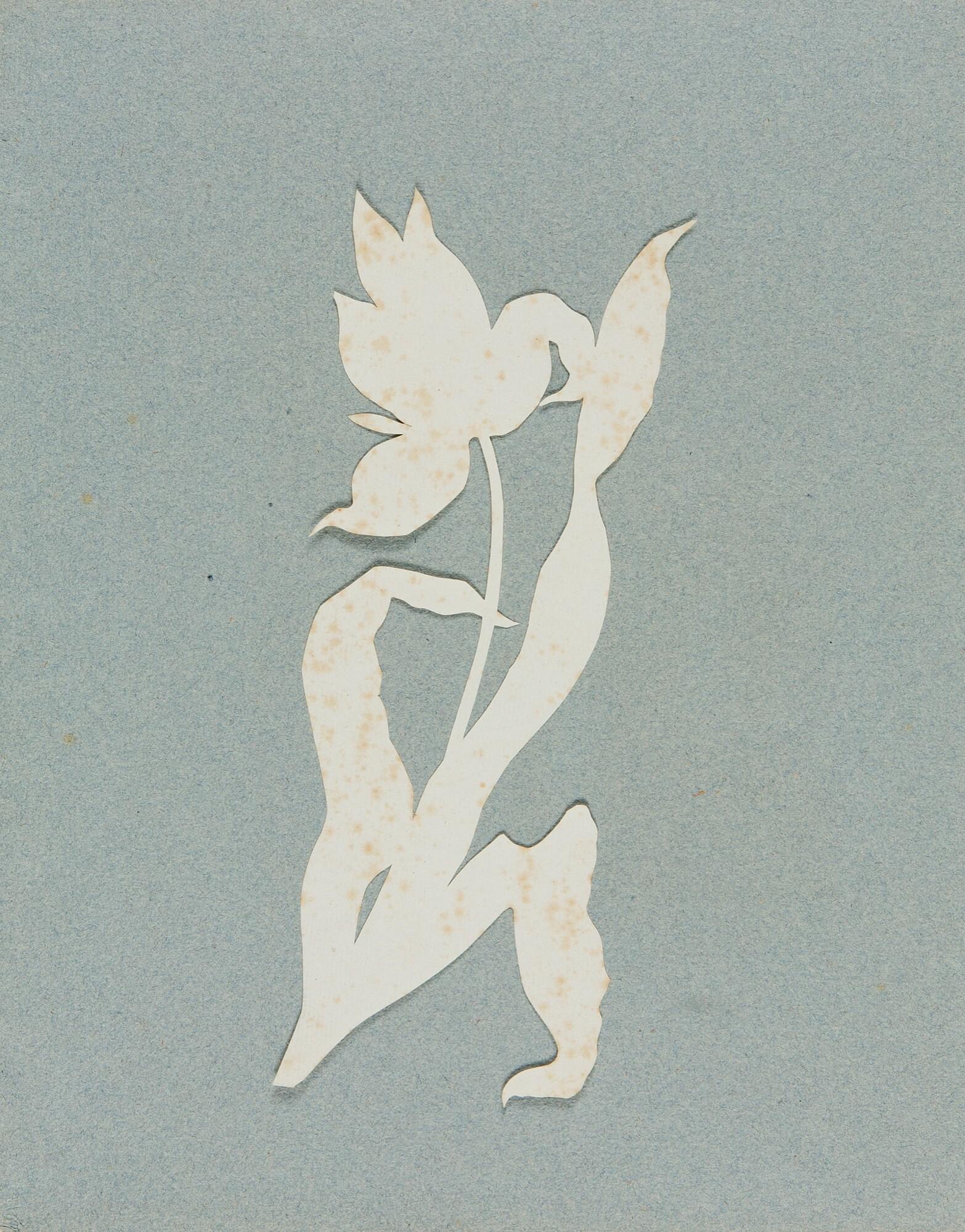 Philipp Otto Runge - Tulpe.