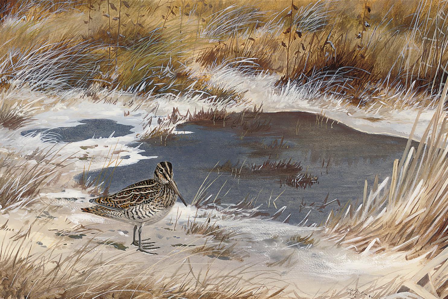 Phillip Rickman - A snipe in the marshes, mid-winter