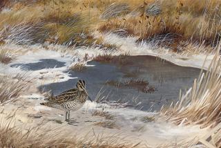 Phillip Rickman - A snipe in the marshes, mid-winter