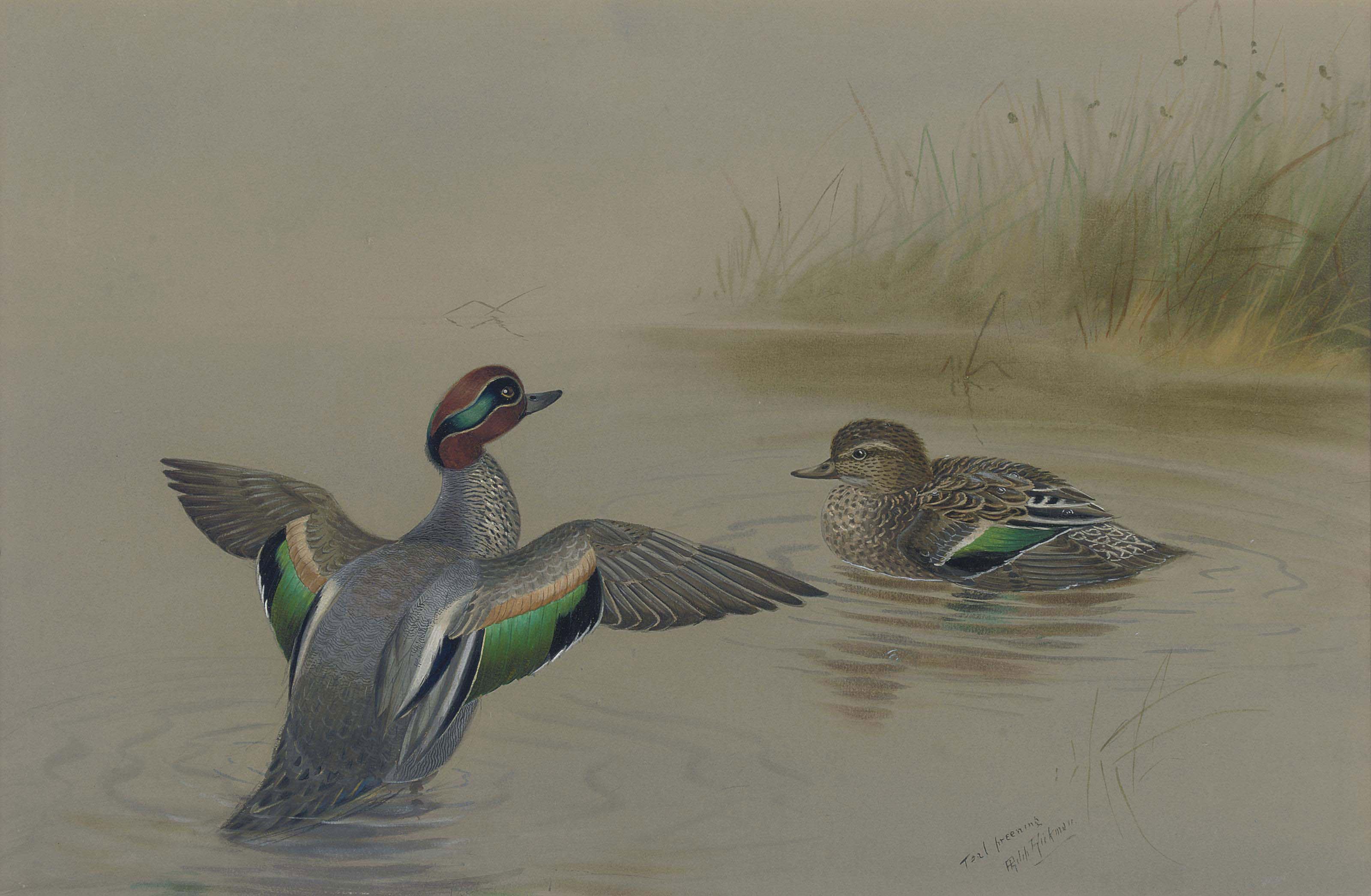 Phillip Rickman - Teal preening