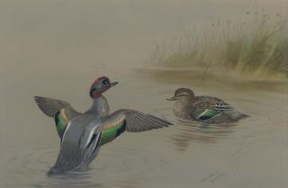 Phillip Rickman - Teal preening