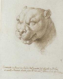 Pier Leone Ghezzi - Head of a panther, after the Antique