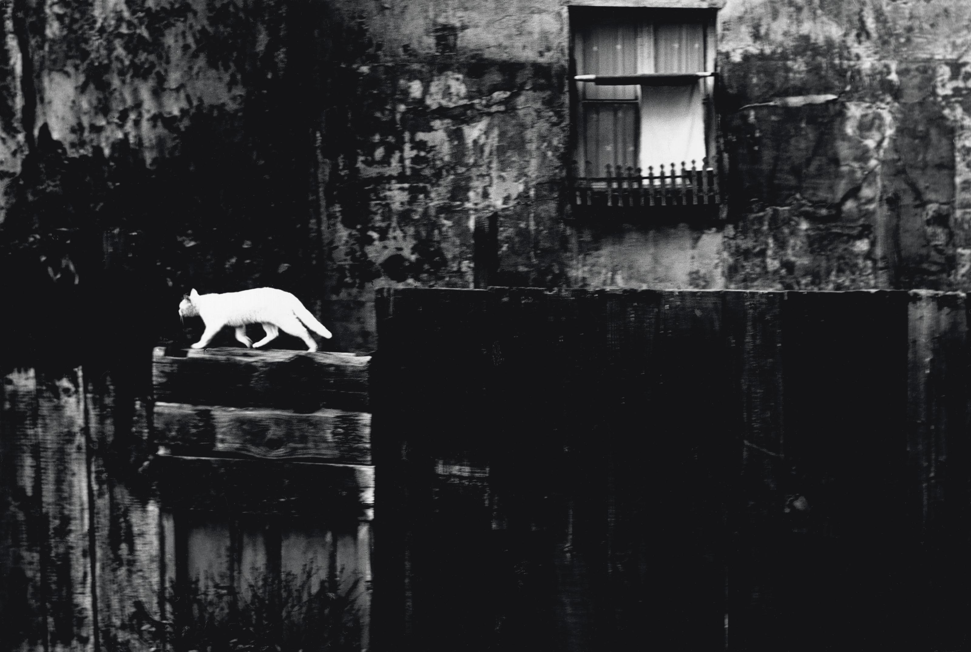 Piergiorgio Branzi - Parigi, Muro nero con gatto (Paris, black wall with cat), 1954