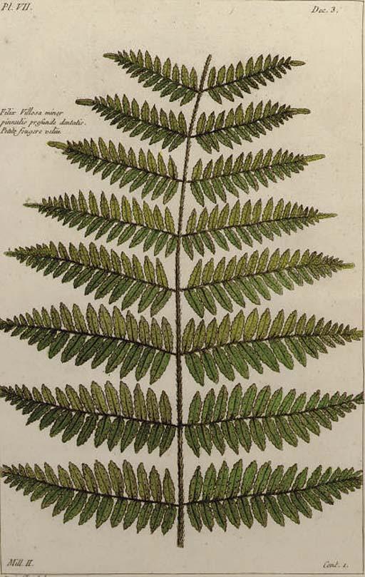 Pierre Bouchoz - [Ferns]: Six Plates