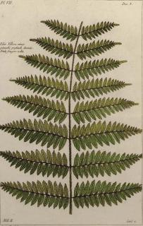 Pierre Bouchoz - [Ferns]: Six Plates