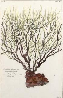 Pierre Bouchoz - Histoires universelle du reguevegetal: Ten Plates