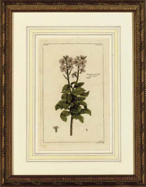 Pierre Bouchoz - Histoires Universelle du Reguevegetal: Twelve Plates