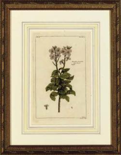 Pierre Bouchoz - Histoires Universelle du Reguevegetal: Twelve Plates