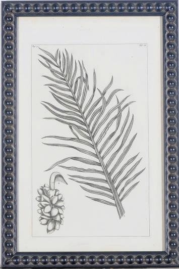 Pierre Bouchoz - [Palm Tree Sections]: Seven plates