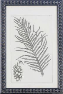 Pierre Bouchoz - [Palm Tree Sections]: Seven plates