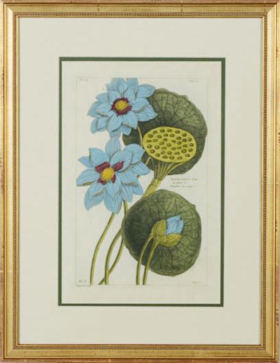 Pierre Bouchoz - Plant studies: Eight Plates