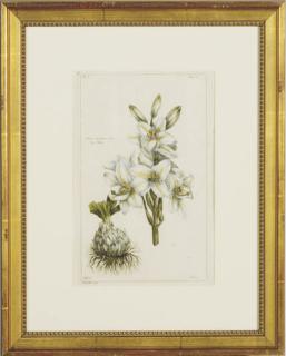 Pierre Bouchoz - Plant studies: Six Plates