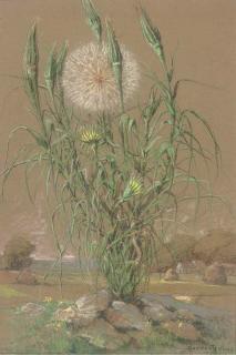 Pierre-Ernest Prins - Study of A Dandelion