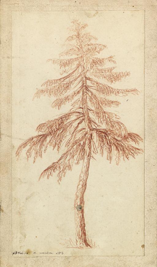 Pierre-Henri De Valenciennes - A fir tree
