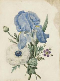 Pierre-Joseph Redouté - A blue iris, a geranium and a white poppy