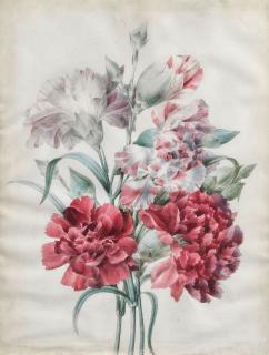 Pierre Joseph Redouté - A bouquet of carnations