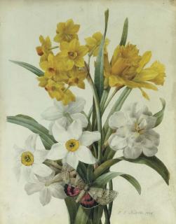 Pierre-Joseph Redouté - A bouquet of daffodils and narcissi with a red underwing moth