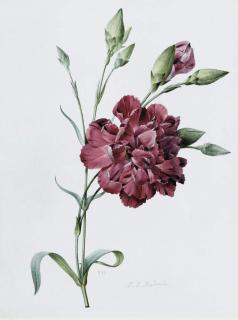Pierre-Joseph Redouté - A carnation