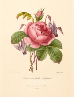 Pierre-Joseph Redouté - An album of botanical engravings, [no date]