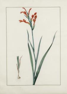 Pierre-Joseph Redouté - Antholyza Cunonia (Antholyse Papilionacée)