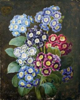 Pierre-Joseph Redouté - Bouquet d\'auriculae roses, bleues et blanches sur fond noir