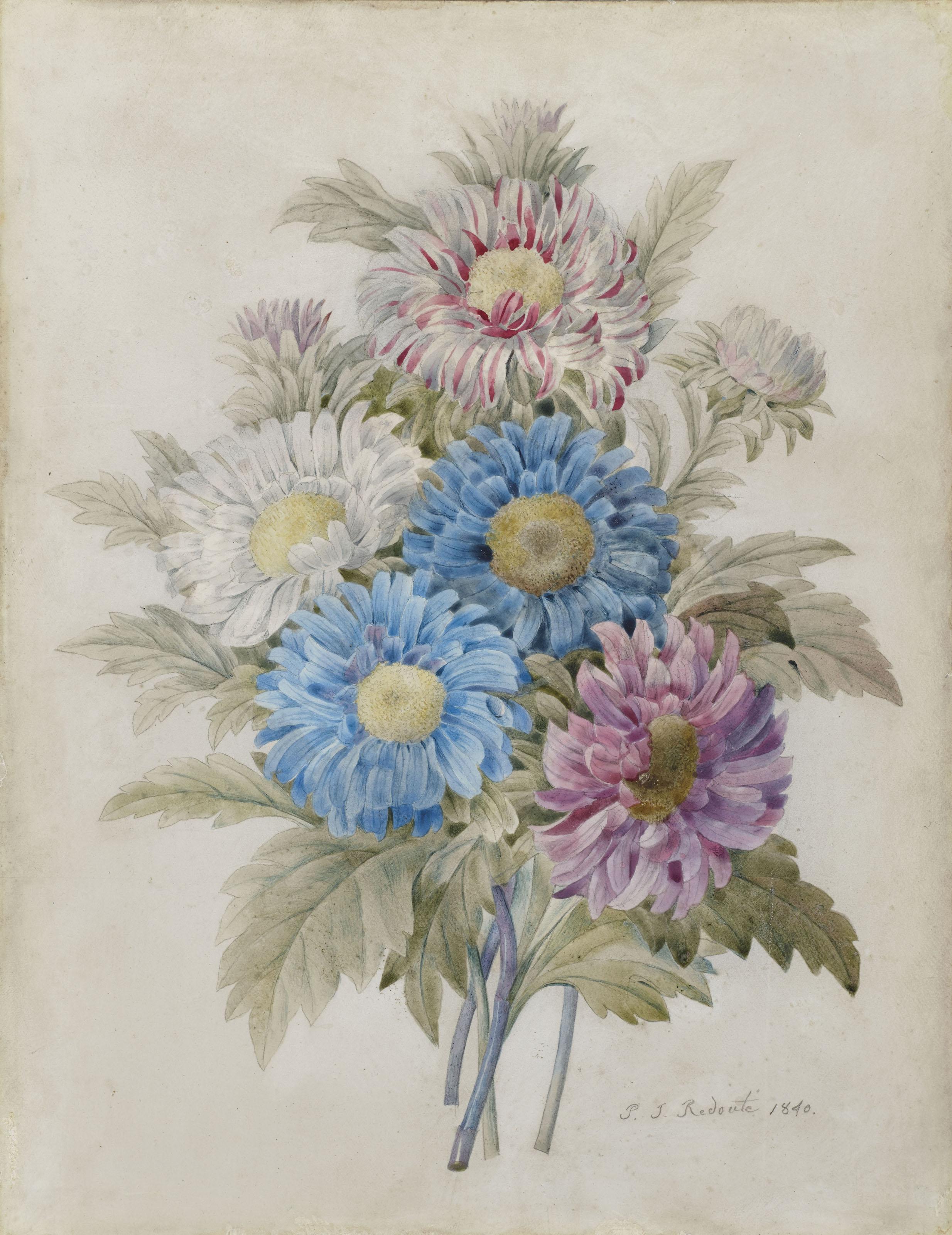 Pierre-Joseph Redouté - Bouquet de pivoines bleues, blanches et violettes