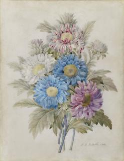 Pierre-Joseph Redouté - Bouquet de pivoines bleues, blanches et violettes